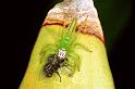 Mopsus_mormon_F0796_Z_91_Maurilyan harbour_Australie